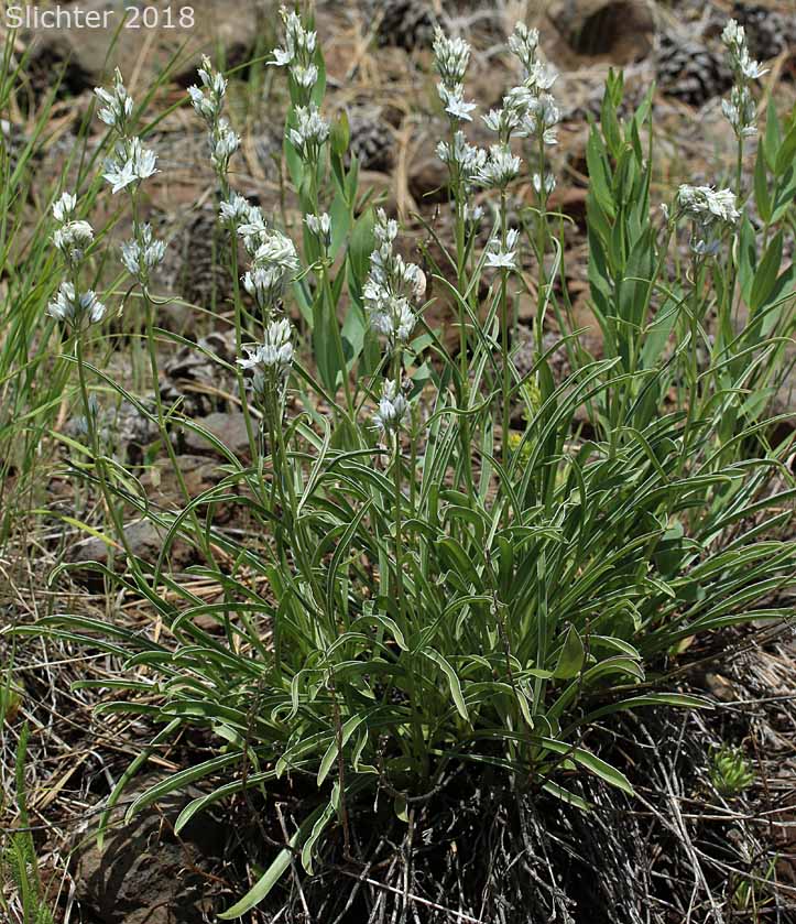 Idaho Frasera: Frasera albicaulis var. idahoensis (Synonyms: Swertia albicaulis var. idahoensis, Swertia idahoensis)