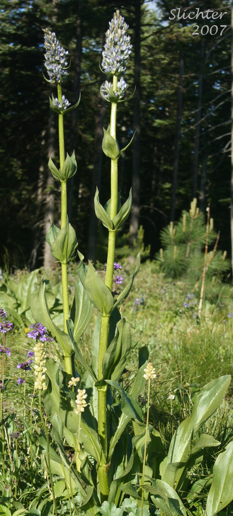 Clustered Frasera, Clustered Green Gentian, Umpqua Green-gentian: Frasera fastigiata (Synonym: Swertia fastigiata)
