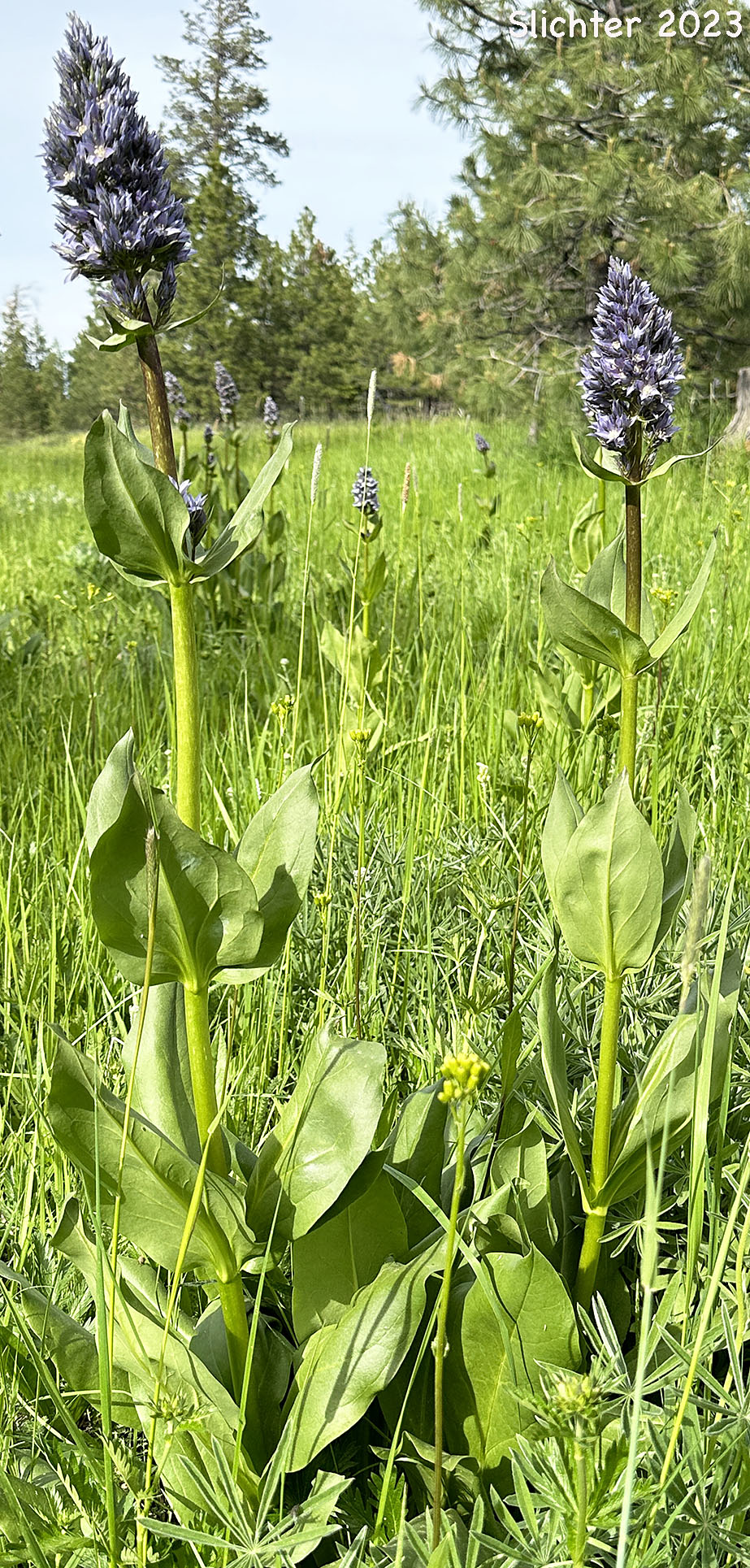 Clustered Frasera, Clustered Green Gentian, Umpqua Green-gentian: Frasera fastigiata (Synonym: Swertia fastigiata)