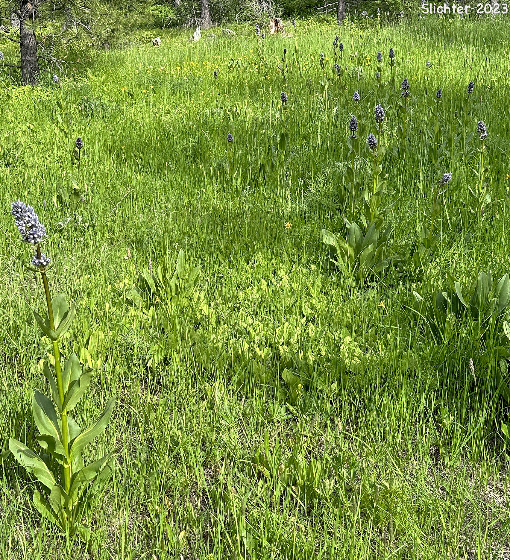 Habitat of Clustered Frasera, Clustered Green Gentian, Umpqua Green-gentian: Frasera fastigiata (Synonym: Swertia fastigiata)