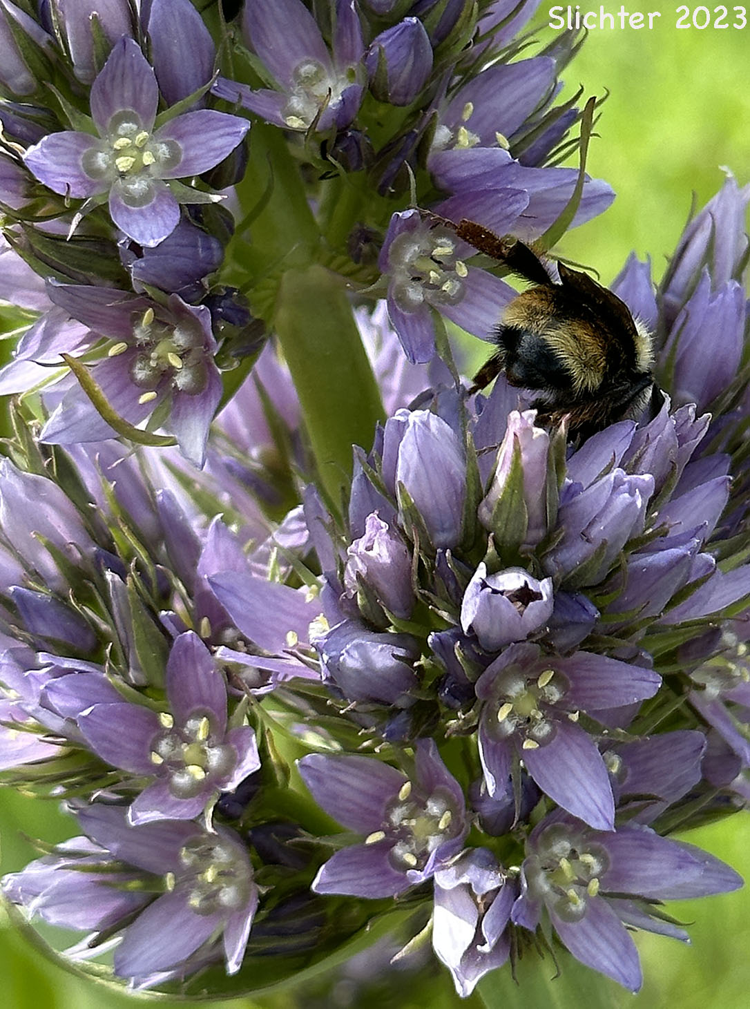 Clustered Frasera, Clustered Green Gentian, Umpqua Green-gentian: Frasera fastigiata (Synonym: Swertia fastigiata)