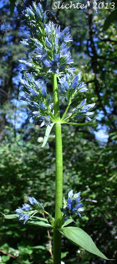 Clustered Frasera, Clustered Green Gentian, Umpqua Green-gentian: Frasera fastigiata (Synonym: Swertia fastigiata)