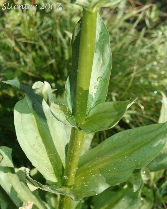 Stem leaves of Clustered Frasera, Clustered Green Gentian, Umpqua Green-gentian: Frasera fastigiata (Synonym: Swertia fastigiata)