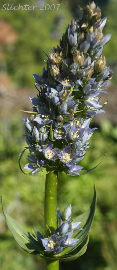 Inflorescence of Clustered Frasera, Clustered Green Gentian, Umpqua Green-gentian: Frasera fastigiata (Synonym: Swertia fastigiata)