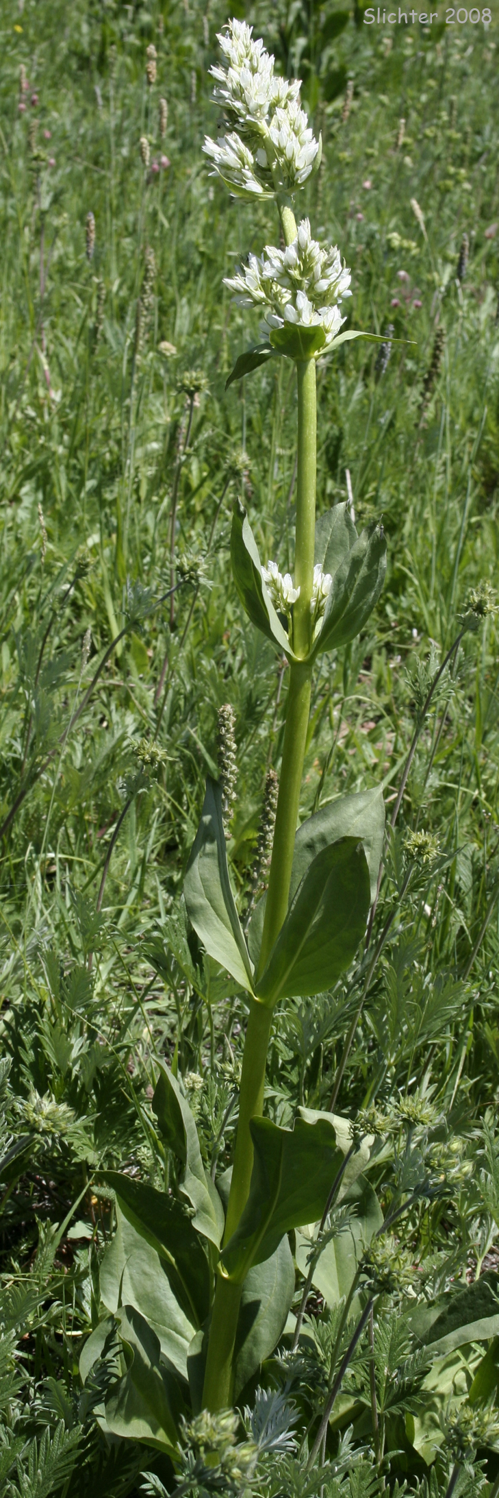Clustered Frasera, Clustered Green Gentian, Umpqua Green-gentian: Frasera fastigiata (Synonym: Swertia fastigiata)