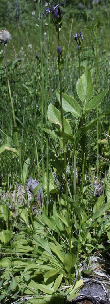 Alpine Bog Felwort, Felwort, Swertia: Swertia perennis (Synonym: Swertia perennis var. obtusa)