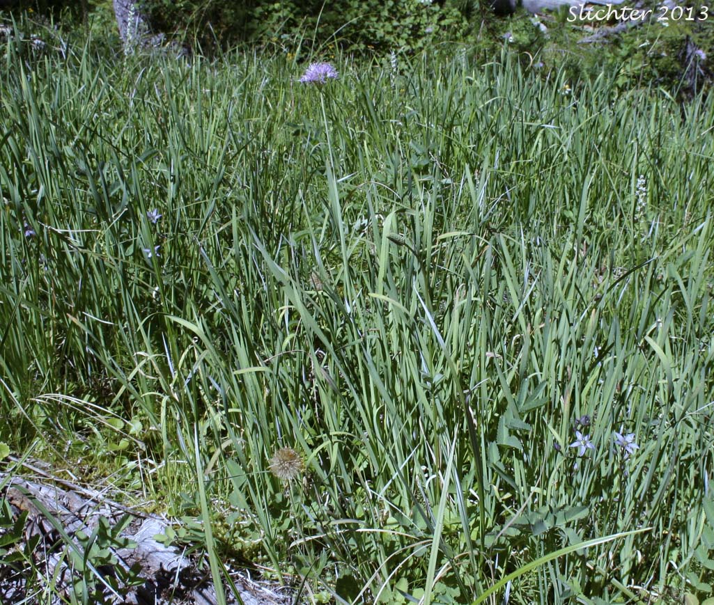 Moist meadow habitat of Alpine Bog Felwort, Felwort, Swertia: Swertia perennis (Synonym: Swertia perennis var. obtusa)