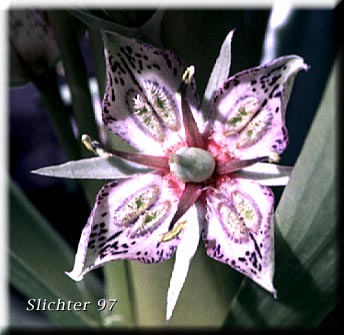 Flower of Elkweed, Giant Frasera, Giant Swertia, Deer Tongue: Frasera speciosa (Synonyms: Frasera angustifolia, Frasera macrophylla, Frasera speciosa var. angustifolia, Frasera speciosa var. stenosepala, Swertia radiata, Swertia radiata var. macrophylla, Tesseranthium angustifolium, Tesseranthium macrophyllum, Tesseranthium radiatum)