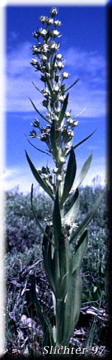 Elkweed, Giant Frasera, Giant Swertia, Deer Tongue: Frasera speciosa (Synonyms: Frasera angustifolia, Frasera macrophylla, Frasera speciosa var. angustifolia, Frasera speciosa var. stenosepala, Swertia radiata, Swertia radiata var. macrophylla, Tesseranthium angustifolium, Tesseranthium macrophyllum, Tesseranthium radiatum)