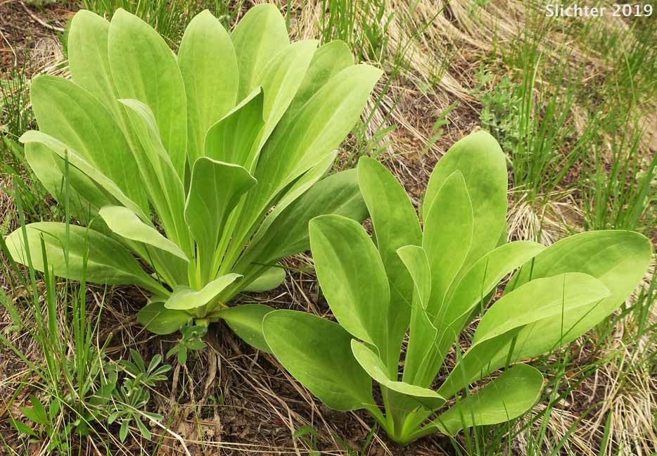 Elkweed, Giant Frasera, Giant Swertia, Deer Tongue: Frasera speciosa (Synonyms: Frasera angustifolia, Frasera macrophylla, Frasera speciosa var. angustifolia, Frasera speciosa var. stenosepala, Swertia radiata, Swertia radiata var. macrophylla, Tesseranthium angustifolium, Tesseranthium macrophyllum, Tesseranthium radiatum)