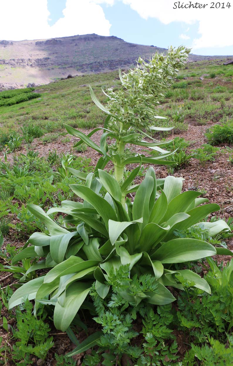 Elkweed, Giant Frasera, Giant Swertia, Deer Tongue: Frasera speciosa (Synonyms: Frasera angustifolia, Frasera macrophylla, Frasera speciosa var. angustifolia, Frasera speciosa var. stenosepala, Swertia radiata, Swertia radiata var. macrophylla, Tesseranthium angustifolium, Tesseranthium macrophyllum, Tesseranthium radiatum)