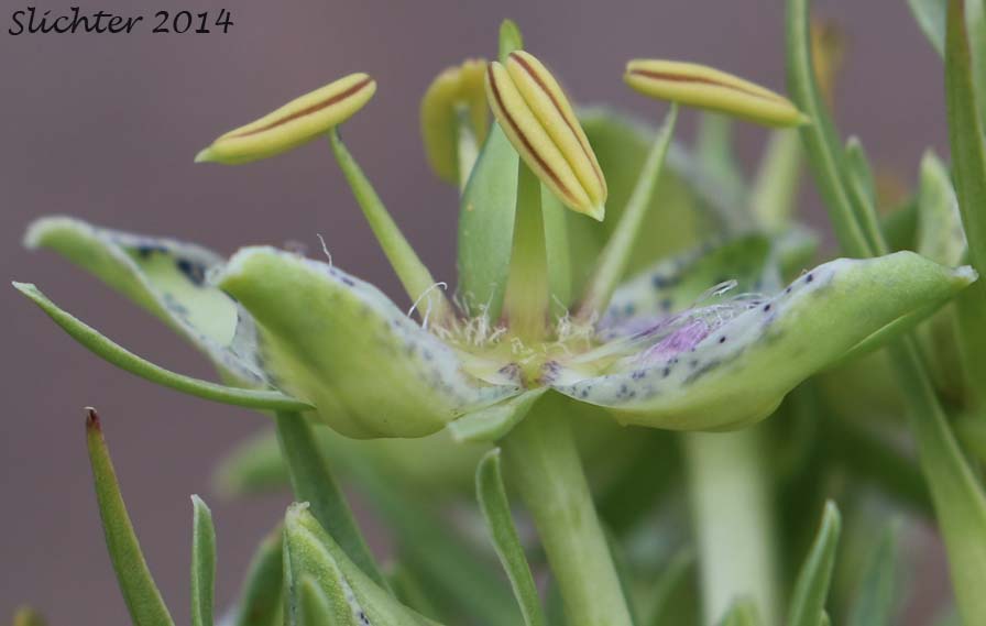 Sideview of a flower of Elkweed, Giant Frasera, Giant Swertia, Deer Tongue: Frasera speciosa (Synonyms: Frasera angustifolia, Frasera macrophylla, Frasera speciosa var. angustifolia, Frasera speciosa var. stenosepala, Swertia radiata, Swertia radiata var. macrophylla, Tesseranthium angustifolium, Tesseranthium macrophyllum, Tesseranthium radiatum)