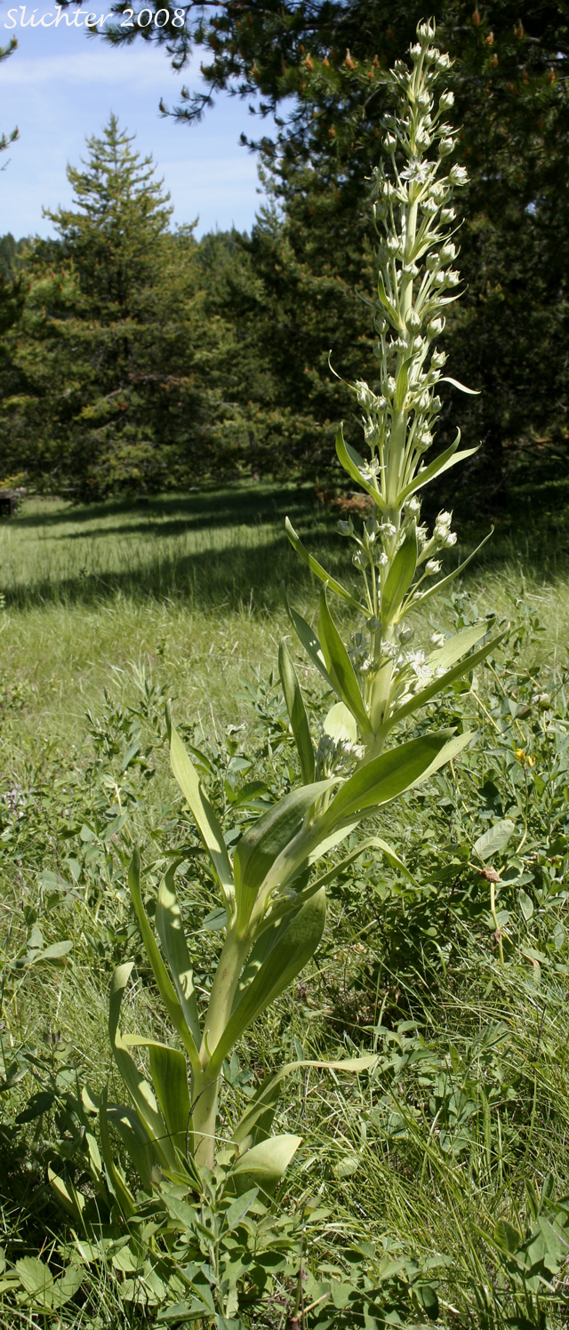 Frasera speciosa