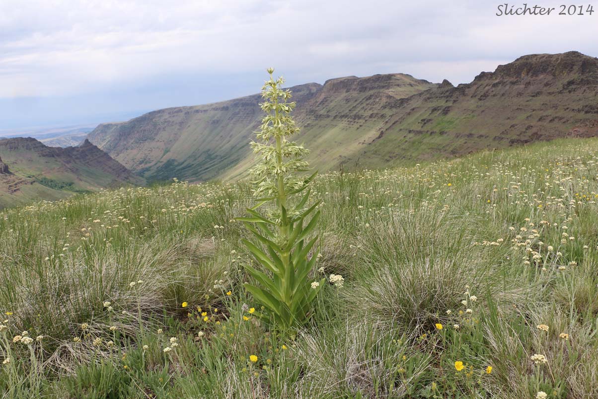 Elkweed, Giant Frasera, Giant Swertia, Deer Tongue: Frasera speciosa (Synonyms: Frasera angustifolia, Frasera macrophylla, Frasera speciosa var. angustifolia, Frasera speciosa var. stenosepala, Swertia radiata, Swertia radiata var. macrophylla, Tesseranthium angustifolium, Tesseranthium macrophyllum, Tesseranthium radiatum)