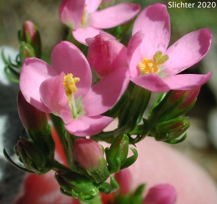 Monterey Centaury, Muehlenberg's Centaury: Zeltnera muehlenbergii (Synonyms: Centaurium muehlenbergii, Centaurium muehlenbergii var. albiflorum)