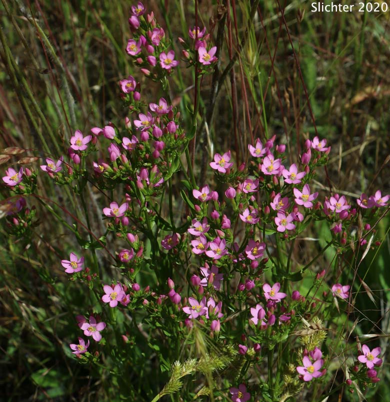 Monterey Centaury, Muehlenberg's Centaury: Zeltnera muehlenbergii (Synonyms: Centaurium muehlenbergii, Centaurium muehlenbergii var. albiflorum)