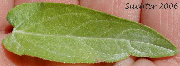 Leaf of Long Purples, Purple Loosestrife: Lythrum salicaria (Synonyms: Lythrum salicaria var. gracilior, Lythrum salicaria var. tomentosum, Lythrum salicaria var. vulgare)
