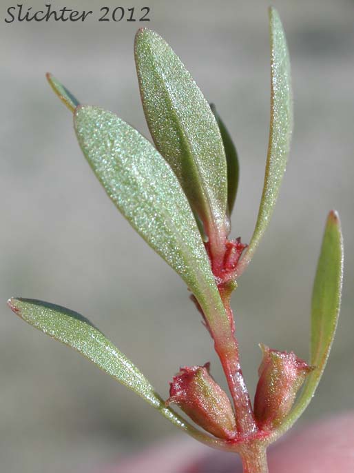 Lowland Rotala, Tooth Cup: Rotala ramosior (Synonyms: Rotala catholica, Rotala dentifera, Rotala ramosior var. interior, Rotala ramosior var. typica)