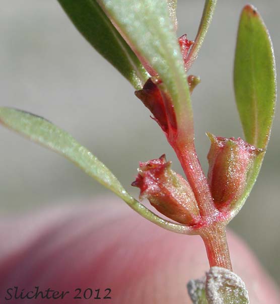 Lowland Rotala, Tooth Cup: Rotala ramosior (Synonyms: Rotala catholica, Rotala dentifera, Rotala ramosior var. interior, Rotala ramosior var. typica)