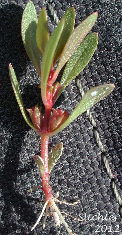 Lowland Rotala, Tooth Cup: Rotala ramosior (Synonyms: Rotala catholica, Rotala dentifera, Rotala ramosior var. interior, Rotala ramosior var. typica)