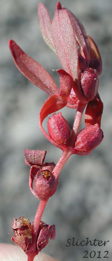 Lowland Rotala, Tooth Cup: Rotala ramosior (Synonyms: Rotala catholica, Rotala dentifera, Rotala ramosior var. interior, Rotala ramosior var. typica)