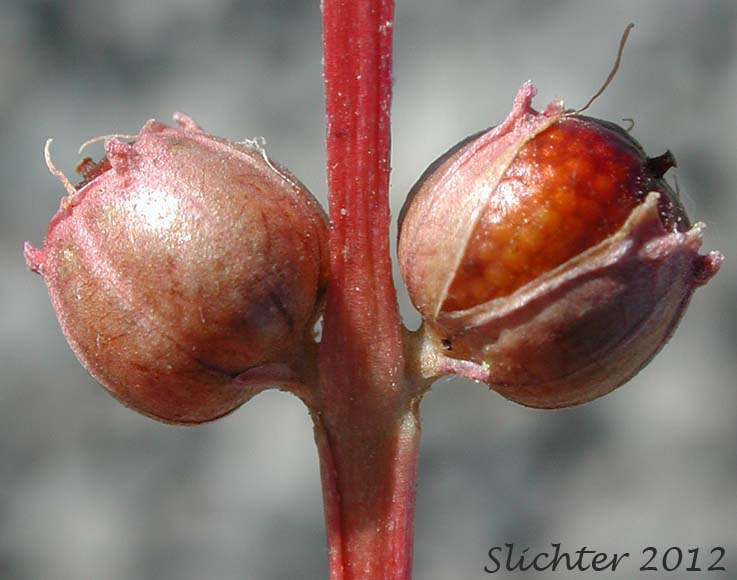 Close-up of the fruits of Lowland Rotala, Tooth Cup: Rotala ramosior (Synonyms: Rotala catholica, Rotala dentifera, Rotala ramosior var. interior, Rotala ramosior var. typica)