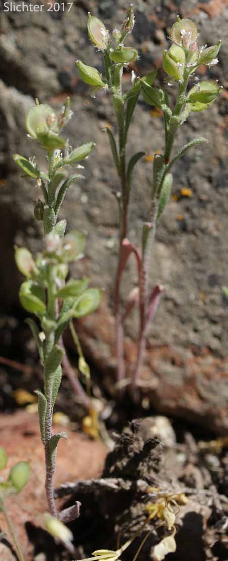 Desert Alyssum, Desert Madwort: Alyssum desertorum (Synonym: Alyssum desertorum var. desertorum)
