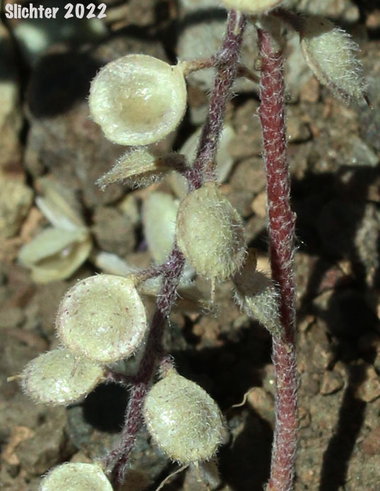 Fruits of Small Alyssum: Alyssum simplex (Synonyms: Alyssum minus, Alyssum minus ssp. micranthum, Alyssum minus var. micranthum, Alyssum parviflorum, Alyssum parviflorum var. micranthum)
