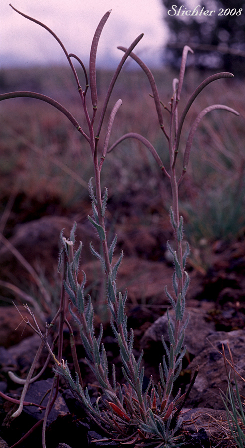 Maturing fruits of Cusick's Rockcress: Boechera cusickii (Synonym: Arabis cusickii)