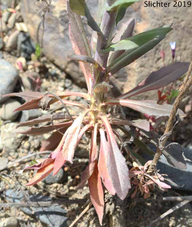 Basal and lower stem leaves of Spreading Rockcress, Spreadingpod Rockcress, Spreading Pod Rockcress: Boechera divaricarpa (Synonyms: Arabis divaricarpa, Arabis xdivaricarpa var. divaricarpa, Arabis xdivaricarpa var. interposita, Arabis drummondii x holboellii, Arabis interposita)