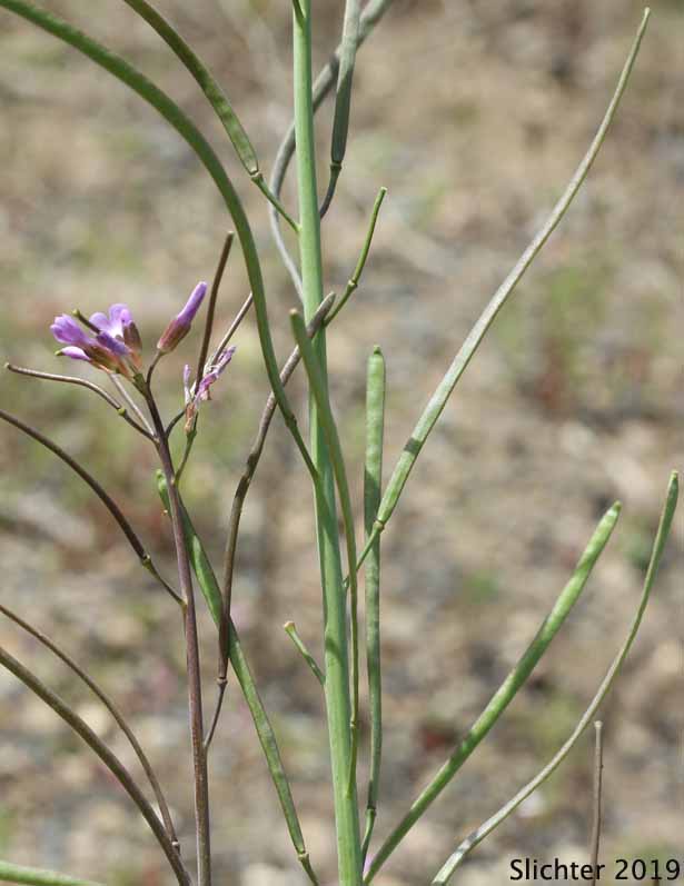 Fruits and flowers of Spreading Rockcress, Spreadingpod Rockcress, Spreading Pod Rockcress: Boechera divaricarpa (Synonyms: Arabis divaricarpa, Arabis xdivaricarpa var. divaricarpa, Arabis xdivaricarpa var. interposita, Arabis drummondii x holboellii, Arabis interposita)