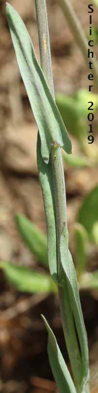 Spreading Rockcress, Spreadingpod Rockcress, Spreading Pod Rockcress: Boechera divaricarpa (Synonyms: Arabis divaricarpa, Arabis xdivaricarpa var. divaricarpa, Arabis xdivaricarpa var. interposita, Arabis drummondii x holboellii, Arabis interposita)
