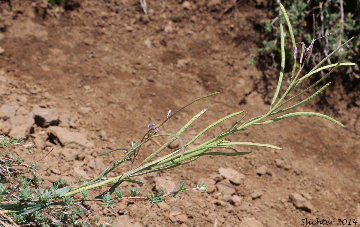 Spreading Rockcress, Spreadingpod Rockcress, Spreading Pod Rockcress: Boechera divaricarpa (Synonyms: Arabis divaricarpa, Arabis xdivaricarpa var. divaricarpa, Arabis xdivaricarpa var. interposita, Arabis drummondii x holboellii, Arabis interposita)
