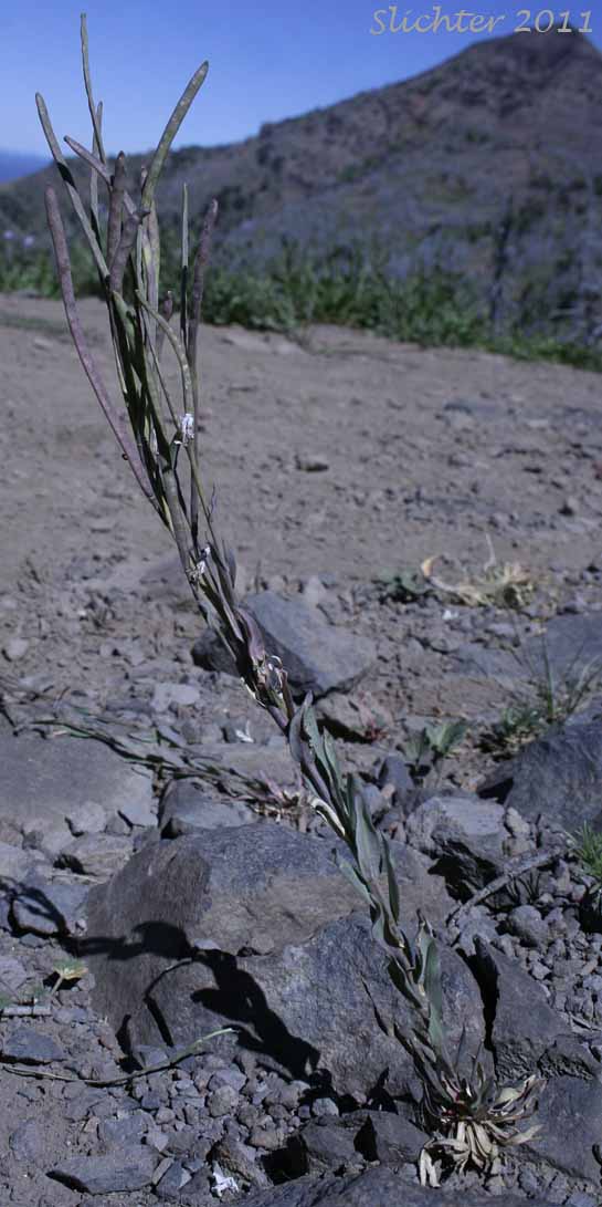 Erect fruits of Canadian Rockcress, Drummond's Rockcress: Arabis drummondii (Synonyms: Arabis albertina, Arabis connexa)