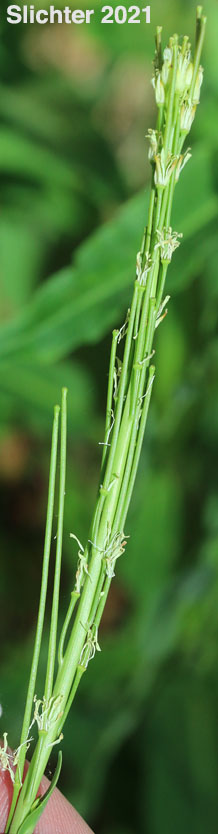 Maturing fruits of Tower Mustard, Tower Rockcress: Turritis glabra (Synonyms: Arabis glabra, Arabis glabra var. furcatipilis, Arabis glabra var. glabra)