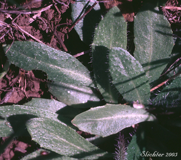 Basal leaves of Eschscholtz's Hairy Rockcress, Hairy Rockcress, Mountain Rockcress: Arabis eschscholtziana (Synonyms: Arabis hirsuta var. eschscholtziana, Arabis hirsuta var. glabrata, Arabis hirsuta)