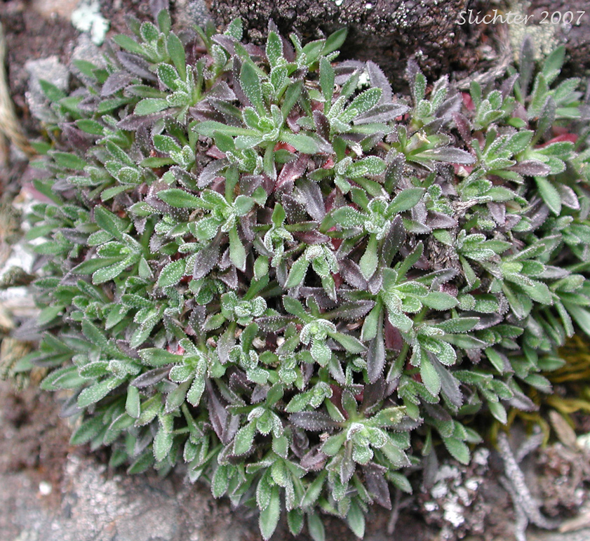 Leaves of Littleleaf Rockcress, Little-leaf Rock Cress, Small-leaved Rockcress: Boechera microphylla (Synonyms: Arabis microphylla, Arabis microphylla var. macounii, Arabis microphylla var. microphylla, Boechera microphylla var. microphylla)