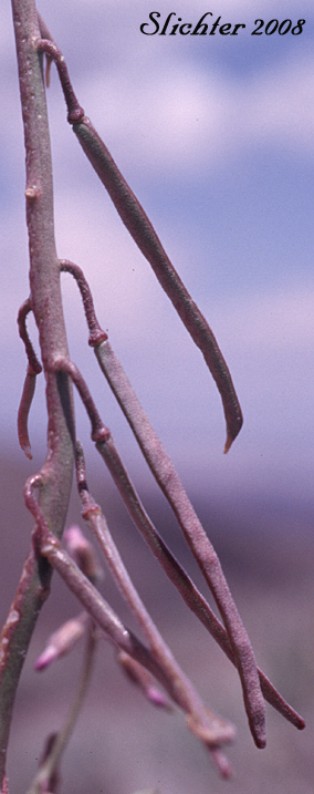 Maturing fruits of Hoary Rockcress: Boechera puberula (Synonym: Arabis puberula)