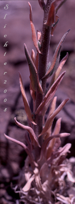 Lower stem leaves of Hoary Rockcress: Boechera puberula (Synonym: Arabis puberula)