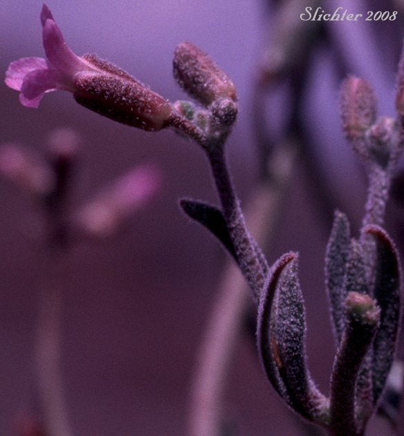 Flower of Hoary Rockcress: Boechera puberula (Synonym: Arabis puberula)