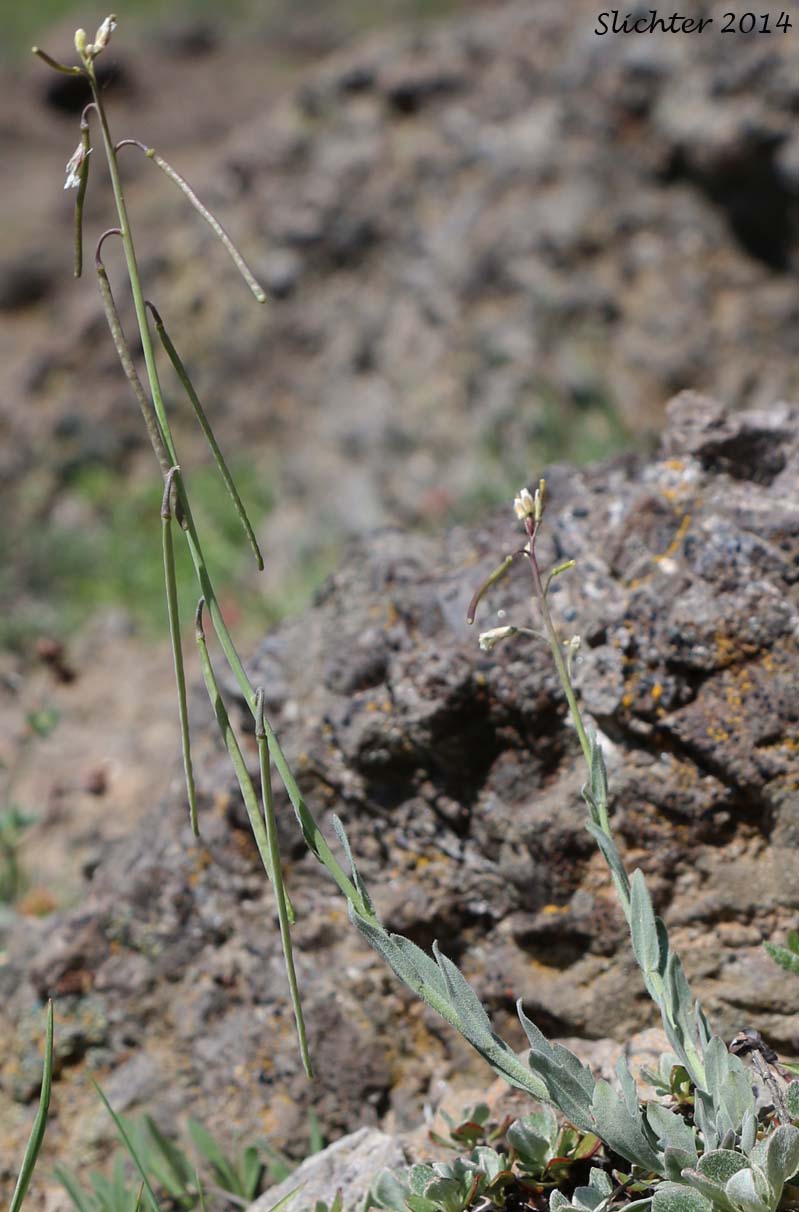 Hoary Rockcress: Boechera puberula (Synonym: Arabis puberula)