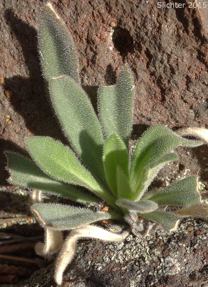 Basal leaf rosette of Sicklepod Rockcress, Black-flowered Rockcress, Elegant Rockcress: Boechera sparsiflora (Synonyms: Arabis arcoidea, Arabis peramoena, Arabis polytricha, Arabis sparsiflora, Arabis sparsiflora var. peramoena, Arabis sparsiflora var. sparsiflora, Boechera sparsiflora var. sparsiflora)