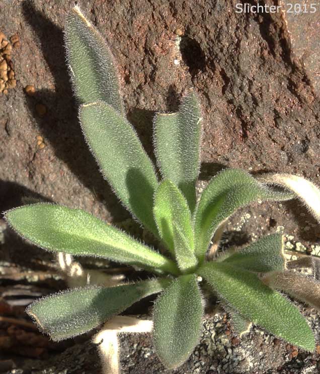 Basal leaf rosette of Sicklepod Rockcress, Black-flowered Rockcress, Elegant Rockcress: Boechera sparsiflora (Synonyms: Arabis arcoidea, Arabis peramoena, Arabis polytricha, Arabis sparsiflora, Arabis sparsiflora var. peramoena, Arabis sparsiflora var. sparsiflora, Boechera sparsiflora var. sparsiflora)