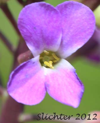 Flower of Sicklepod Rockcress, Black-flowered Rockcress, Elegant Rockcress: Boechera sparsiflora (Synonyms: Arabis arcoidea, Arabis peramoena, Arabis polytricha, Arabis sparsiflora, Arabis sparsiflora var. peramoena, Arabis sparsiflora var. sparsiflora, Boechera sparsiflora var. sparsiflora)