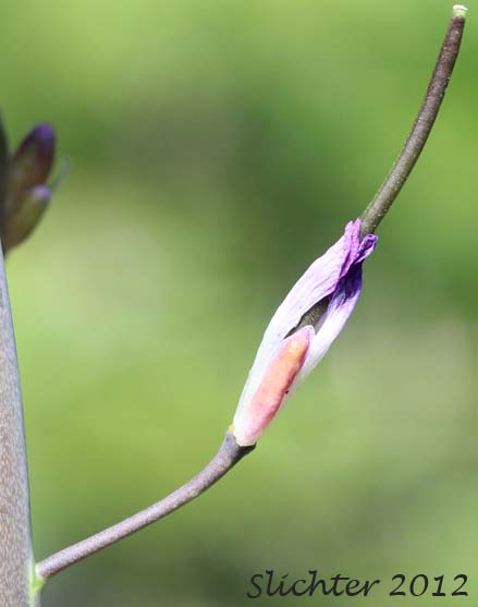 Developing pod of Sicklepod Rockcress, Black-flowered Rockcress, Elegant Rockcress: Boechera sparsiflora (Synonyms: Arabis arcoidea, Arabis peramoena, Arabis polytricha, Arabis sparsiflora, Arabis sparsiflora var. peramoena, Arabis sparsiflora var. sparsiflora, Boechera sparsiflora var. sparsiflora)