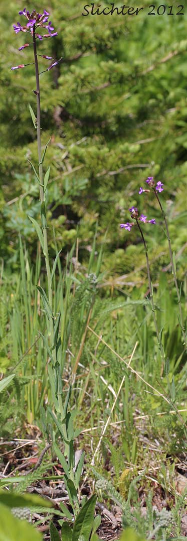 Sicklepod Rockcress, Black-flowered Rockcress, Elegant Rockcress: Boechera sparsiflora (Synonyms: Arabis arcoidea, Arabis peramoena, Arabis polytricha, Arabis sparsiflora, Arabis sparsiflora var. peramoena, Arabis sparsiflora var. sparsiflora, Boechera sparsiflora var. sparsiflora)