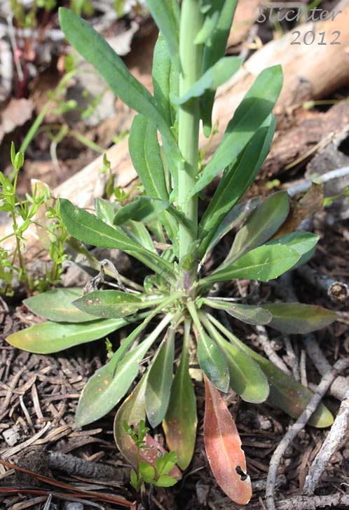 Basal and lower stem leaves of Sicklepod Rockcress, Black-flowered Rockcress, Elegant Rockcress: Boechera sparsiflora (Synonyms: Arabis arcoidea, Arabis peramoena, Arabis polytricha, Arabis sparsiflora, Arabis sparsiflora var. peramoena, Arabis sparsiflora var. sparsiflora, Boechera sparsiflora var. sparsiflora)