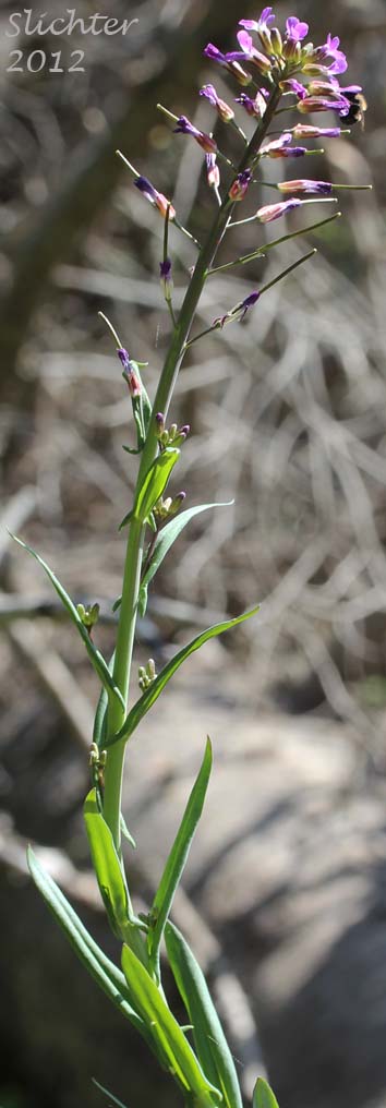 Sicklepod Rockcress, Black-flowered Rockcress, Elegant Rockcress: Boechera sparsiflora (Synonyms: Arabis arcoidea, Arabis peramoena, Arabis polytricha, Arabis sparsiflora, Arabis sparsiflora var. peramoena, Arabis sparsiflora var. sparsiflora, Boechera sparsiflora var. sparsiflora)