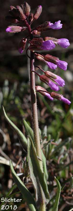 Hairystem Rockcress, Sicklepod Rockcress, Small-flowered Rockcress: Boechera pauciflora (Synonyms: Arabis campyloloba, Arabis holboellii, Arabis holboellii var. pinetorum, Arabis perelegans, Arabis sparsiflora, Arabis sparsiflora var. columbiana, Arabis sparsiflora var. subvillosa, Boechera pauciflora, Boechera sparsiflora var. subvillosa)