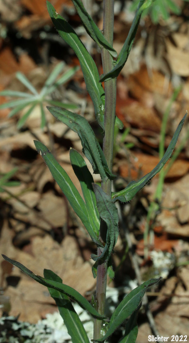 Mid-stem leaves of Hairystem Rockcress, Sicklepod Rockcress, Small-flowered Rockcress: Boechera pauciflora (Synonyms: Arabis campyloloba, Arabis holboellii, Arabis holboellii var. pinetorum, Arabis perelegans, Arabis sparsiflora, Arabis sparsiflora var. columbiana, Arabis sparsiflora var. subvillosa, Boechera pauciflora, Boechera sparsiflora var. subvillosa)